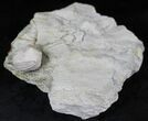 Blastoid (Pentremites) Fossil - Illinois #20873-1
